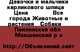 Девочки и мальчики карликового шпица  › Цена ­ 20 000 - Все города Животные и растения » Собаки   . Пензенская обл.,Мокшанский р-н